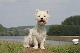 WESTIE 406
